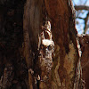 Eastern Screech Owlet