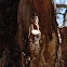 Eastern Screech Owlet