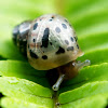 Giant African Land Snail (Juvenile)