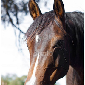 Arabian by Jordiie Hunt - Animals Horses