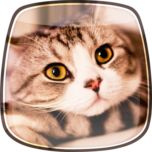 Cats Live Wallpaper 個人化 App LOGO-APP開箱王