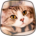 Cats Live Wallpaper Apk