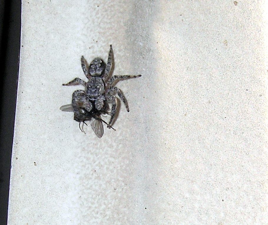 Black Jumping Spider
