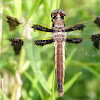Twelve-Spotted Skimmer Dragonfly