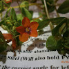 Red Chickweed aka Scarlet Pimpernel