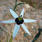 Star flower