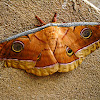 Indian Silkworm Moth