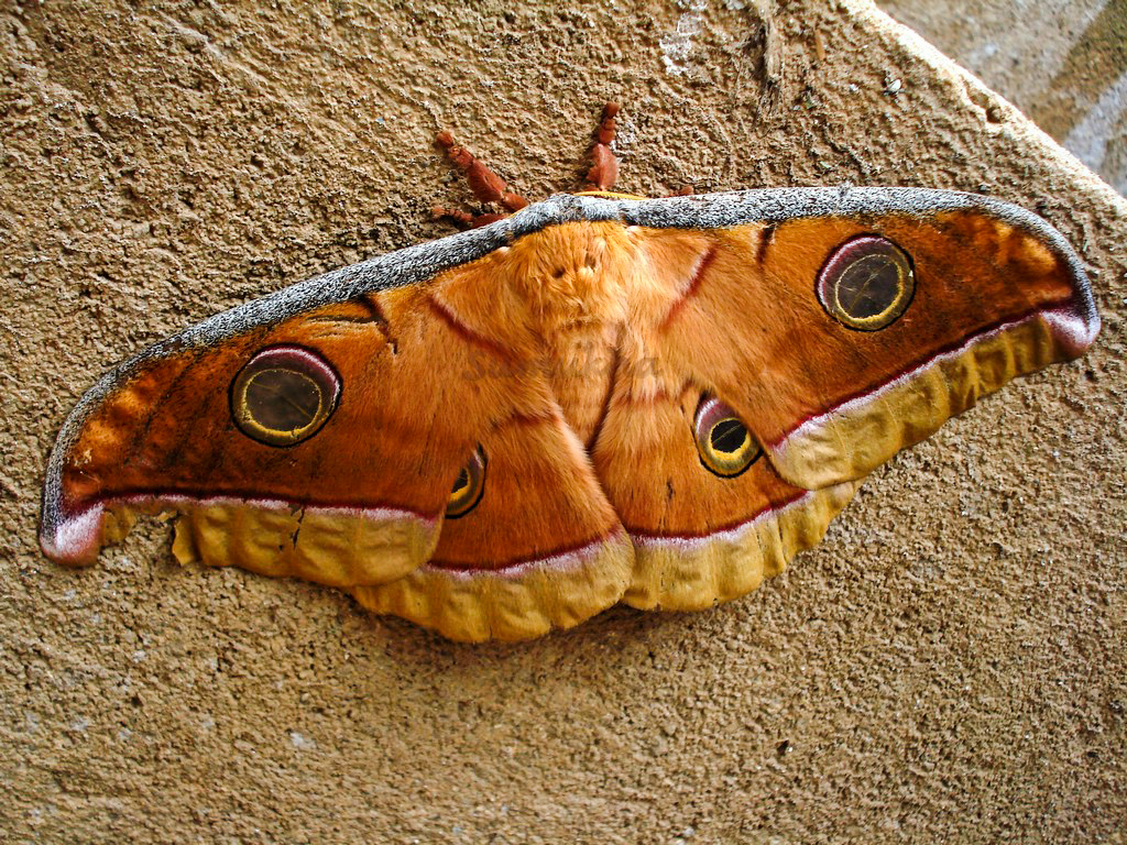Indian Silkworm Moth Project Noah