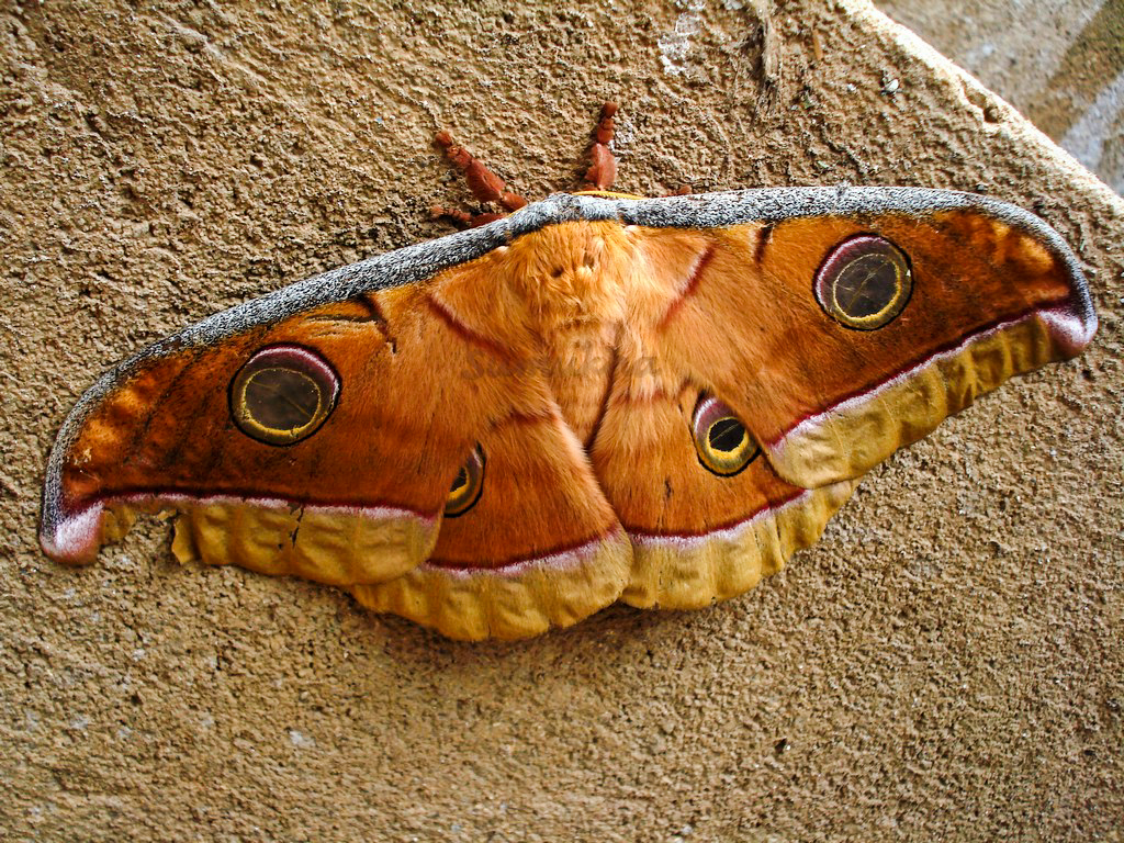 Indian Silkworm Moth