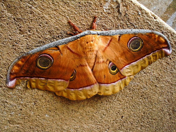 Indian Silkworm Moth | Project Noah