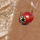 Western Blood-red Lady Beetle