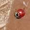Western Blood-red Lady Beetle
