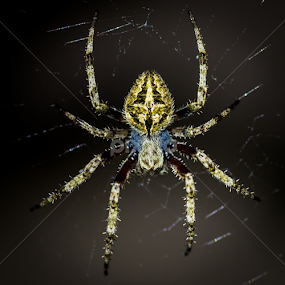 Spidy by Madhujith Venkatakrishna - Animals Insects & Spiders