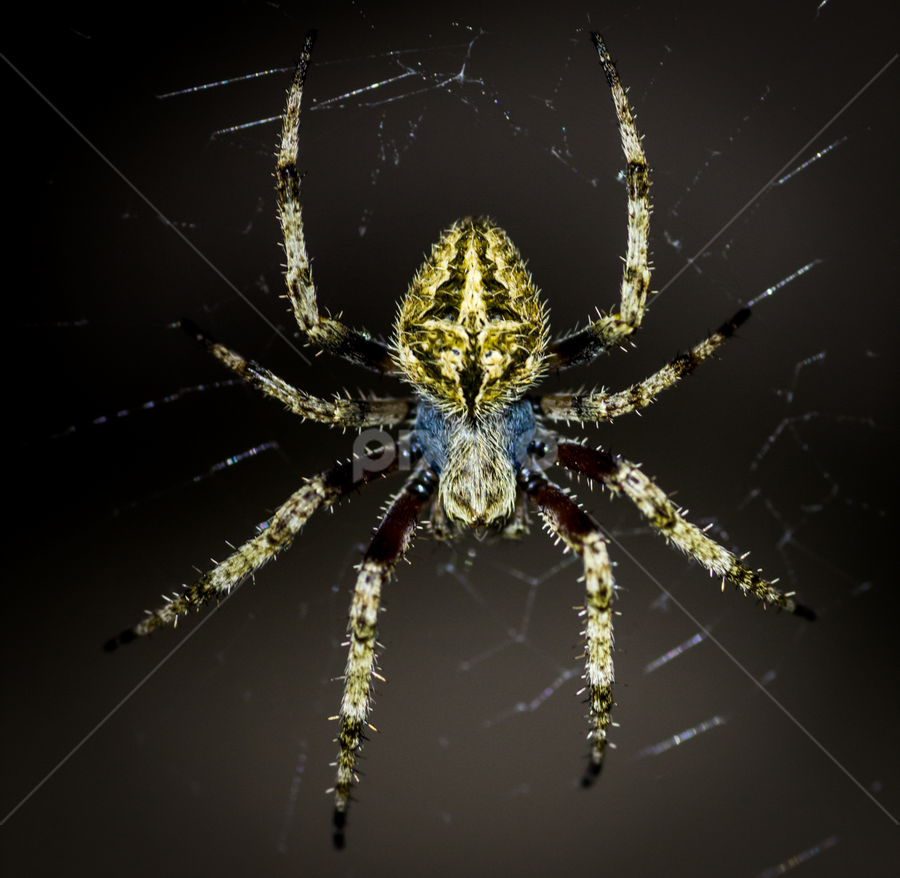 Spidy by Madhujith Venkatakrishna - Animals Insects & Spiders