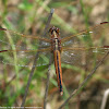 Needham's Skimmer dragonfly (female)