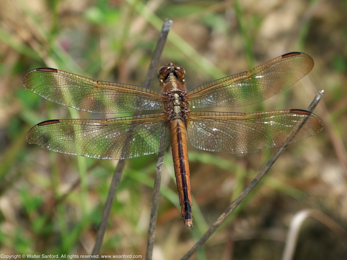 Needham's Skimmer dragonfly (female)
