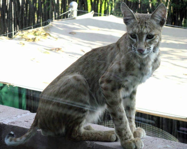 [Young Bobcat on backyard fence[8].jpg]