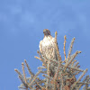 Redtail Hawk (white phase)