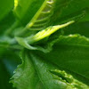 Malbarri leaf