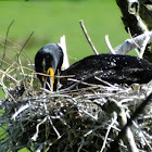 double crested cormorant on nest