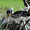 double crested cormorant on nest