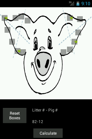 Pig Ear Notching - 3