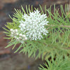 Pineleaf Milkweed, Threadleaf Milkweed