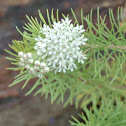 Pineleaf Milkweed, Threadleaf Milkweed