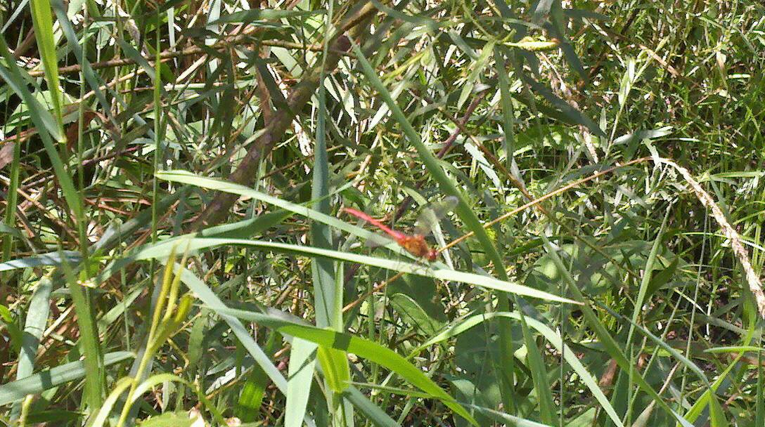 Whiteface meadowhawk