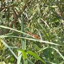 Whiteface meadowhawk