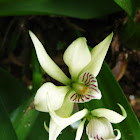 Orquidea fragante