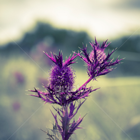 by Adrian Rusu - Nature Up Close Other plants