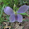 Common blue violet, pale form