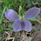 Common blue violet, pale form