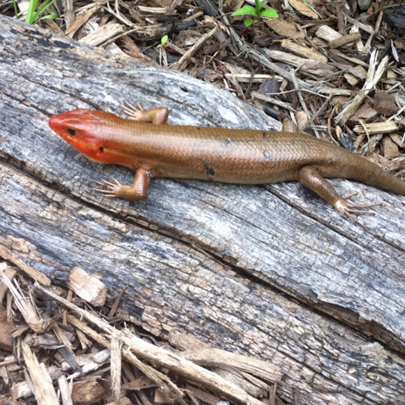 Broadhead Skink Project Noah
