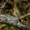 Streak-throated Woodpecker