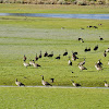 Canada Geese & Ibis
