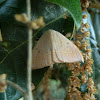 Spiny Hook-tip Moth