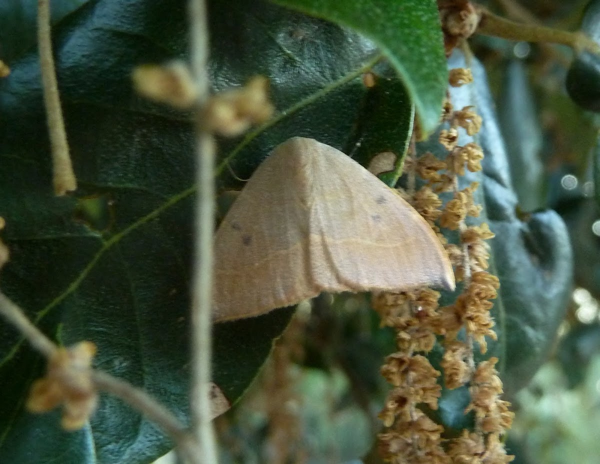 Spiny Hook-tip Moth