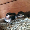 Baby barn swallows