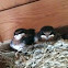 Baby barn swallows
