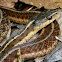 Eastern Gartersnake