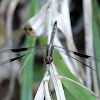 Band-winged Dragonlet (male)