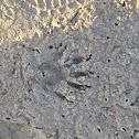 Crocodile tracks