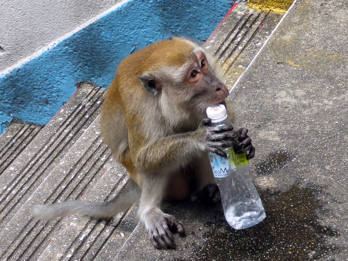 long-tailed macaque