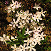 Many-flowered phlox