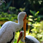 Painted Stork