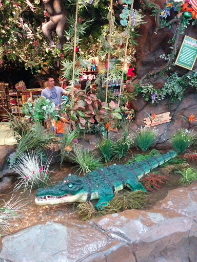 Rainforest Aligator