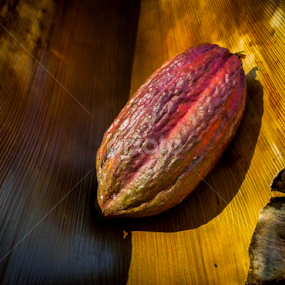 Cocoa by Kelvin Po - Nature Up Close Gardens & Produce