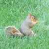 Fox Squirrel